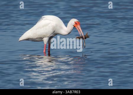 Merritt Island, Floride, États-Unis. 1er avril 2025. Un White Ibis se nourrit dans les eaux peu profondes de Merritt Island, en Floride, le 1er avril 2025. (Crédit image : © Ronen Tivony/ZUMA Press Wire) USAGE ÉDITORIAL SEULEMENT ! Non destiné à UN USAGE commercial ! Banque D'Images