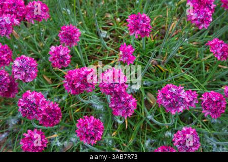 Armeria maritima - Sea Thrift au printemps. Banque D'Images