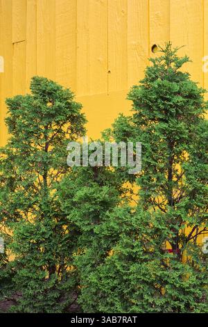 Thuja occidentalis – Cèdres blancs au printemps. Banque D'Images