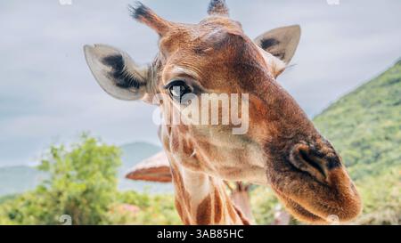 gros plan de la tête d'une curieuse girafe regardant l'appareil photo Banque D'Images