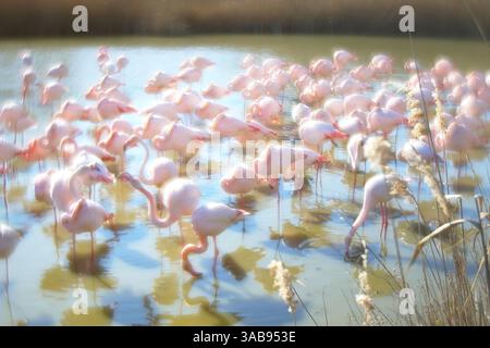 Une scène sereine capturant des flamants roses lors de leur escale nuptiale dans les eaux peu profondes de Camargue, France. L'image montre dynamiquement l'oiseau gracieux Banque D'Images