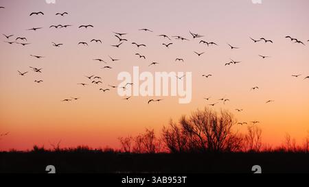 Silhouette de flamants roses volant au coucher du soleil dans leur escale migratoire nuptiale en Camargue française, mettant en valeur le spectacle naturel. Banque D'Images