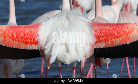 Capturée en Camargue française, cette image présente des flamants roses aux plumes aux couleurs saisissantes engagées dans un spectacle nuptial. Banque D'Images