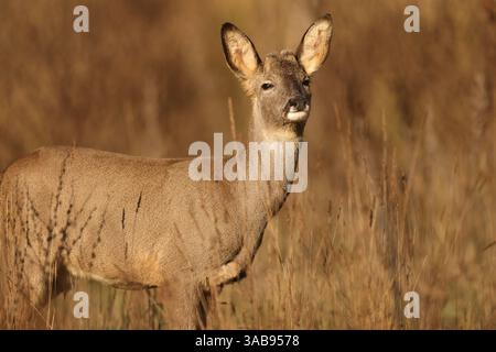Un chevreuil se dresse gracieusement dans un pré ensoleillé, entouré de hautes herbes. La scène capture l'essence de la faune dans un habitat naturel, exsudant Banque D'Images