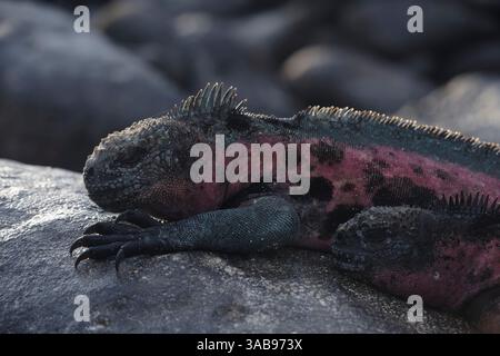 Un iguane marin coloré repose sur des roches volcaniques ensoleillées dans l'écosystème unique des îles Galapagos, en Équateur. Banque D'Images