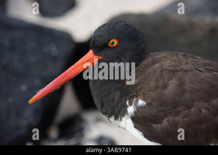 Gros plan d'un oiseau américain attrapeur d'huîtres avec un bec orange vif, mettant en valeur la faune unique des îles Galapagos, en Équateur. Le bir Banque D'Images