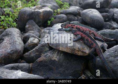 Un iguane marin vif, orné de rouge et noir, se prélasse au sommet des roches volcaniques grises entourées d'une végétation clairsemée dans les îles Galapagos, mettant en valeur Banque D'Images