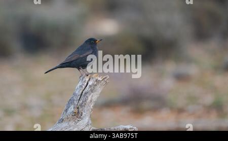 Un mâle Eurasien Blackbird se tient élégamment debout sur une souche d'arbre dure et altérée, ses anneaux jaunes brillants et son bec contrastant fortement avec son sl Banque D'Images