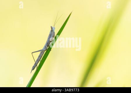 Une mince mantique de prière s'équilibre sur un seul brin d'herbe, placé sur un fond jaune doux. La photographie capture les détails complexes de Banque D'Images