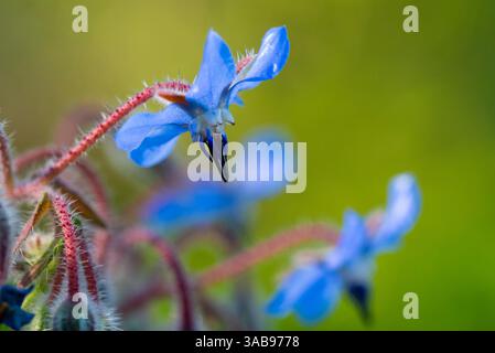 Photo macro capturant la texture floue et éclatante et les détails complexes des fleurs de Borago officinalis, communément appelées bourrache, avec un bac flou doux Banque D'Images
