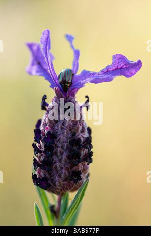 Vue rapprochée d'une superbe orchidée d'abeille lavande surmontée d'un coléoptère rayé vibrant. Banque D'Images