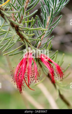 Gros plan de fleurs rouges éclatantes de Calothamnus quadrifidus, présentant des pétales délicats et un feuillage vert luxuriant. Capturé dans un cadre d'habitat naturel, sho Banque D'Images