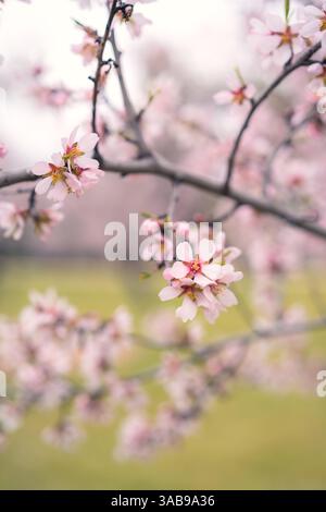 Gros plan sur de délicates fleurs de cerisier sur des branches, mettant en valeur des pétales roses doux dans un cadre printanier serein. Le fond flou met en évidence leur frag Banque D'Images