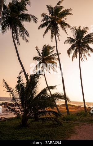Paysage tropical côtier avec des palmiers sur fond de coucher de soleil. Les vagues de l'océan s'écrasent sur des rivages rocheux sous des palmiers silhouettes. Journée mondiale de l'océan. Banque D'Images