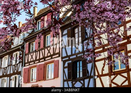 Maisons médiévales à colombages à Colmar, Alsace, France Banque D'Images