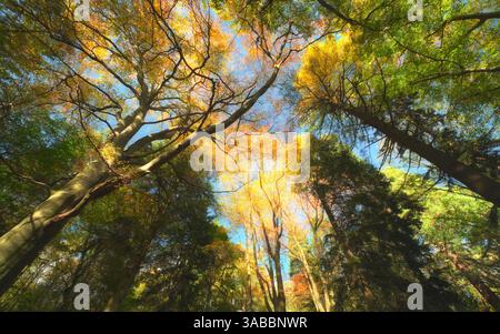 Canopée forestière par une journée d'automne ensoleillée, composition dramatique avec des hêtres colorés et des conifères Banque D'Images