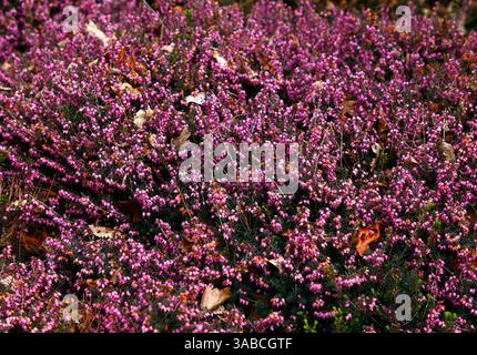 Gros plan sur les fleurs rose rose de la plante de bruyère à faible croissance erica x darleyensis Spring surprise. Banque D'Images