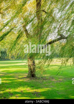 Un saule pleureur avec ses feuilles se balançant dans la brise et se prélassant dans le beau soleil Banque D'Images