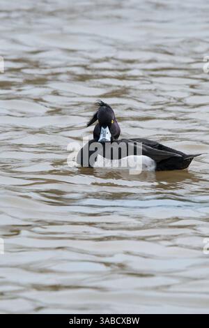 Un canard mâle touffeté Aythya fuligula sur le lac Trenance Boating à Newquay en Cornouailles au Royaume-Uni. Banque D'Images