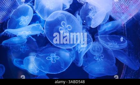 Méduses lunaires nageant dans l'eau bleu foncé créant une belle scène sous-marine Banque D'Images