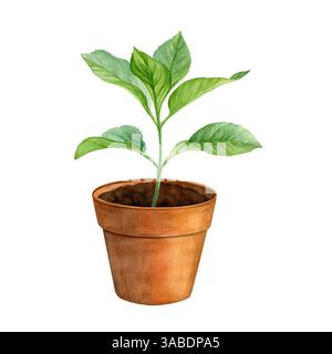 Plante d'aquarelle dans un pot de fleur brun isolé sur un fond blanc. Bon pour les cartes postales, les invitations, les cartes de voeux. Banque D'Images