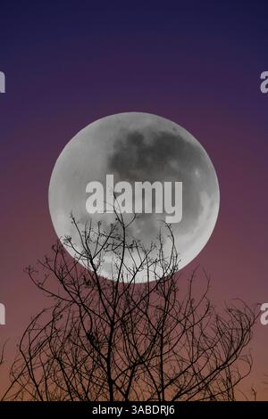 Pleine lune dans le ciel nocturne derrière l'arbre, Pennsylvanie USA Banque D'Images
