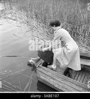 photographie en noir et blanc des années 1950 d'une femme à bord d'un bateau en bois, debout à la poupe. Elle porte une robe rayée et des sabots en bois. Elle se penche légèrement sur le bord, semblant être en train de retirer la housse de protection d'un moteur hors-bord, se préparant probablement à le démarrer. 1955. Svahn Banque D'Images