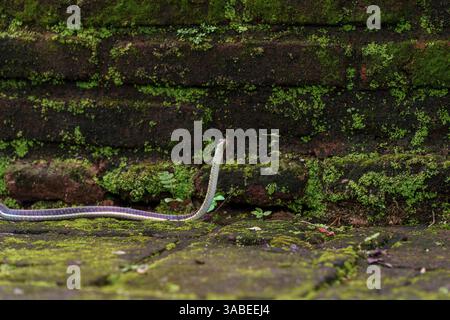 Un serpent élancé émerge des ruines antiques recouvertes de mousse à Polonnaruwa, au Sri Lanka, se mélangeant parfaitement avec les environs verdoyants. Banque D'Images