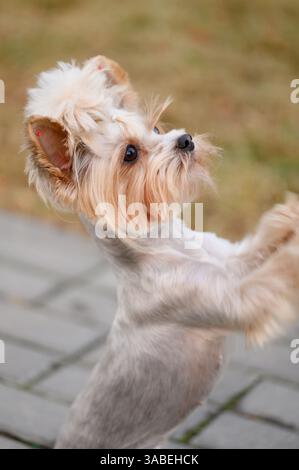 Drôle chien mignon Yorkshire Terrier debout sur les pattes arrière regardant le propriétaire pendant la promenade dans le parc, gros plan. Danse de chien, dressage de chien, exécution de commandes. Banque D'Images