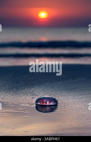 Méduses échouées sur une plage de la mer Baltique au coucher du soleil, Lituanie Banque D'Images