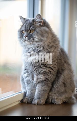 Portrait d'un chaton britannique Longhair gris moelleux assis sur un rebord de fenêtre regardant par la fenêtre Banque D'Images