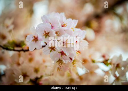 Cerisiers japonais en fleurs au Millenary public Park à Budapest, Hongrie. Ce sont les premiers arbres en floraison au printemps. Banque D'Images