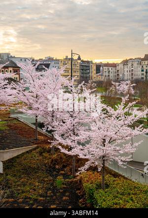 Cerisiers japonais en fleurs au Millenary public Park à Budapest, Hongrie. Ce sont les premiers arbres en floraison au printemps. Banque D'Images