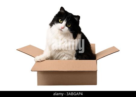 Chat noir et blanc mignon est assis dans une boîte en carton. Boîte avec chat isolé sur fond blanc. Banque D'Images