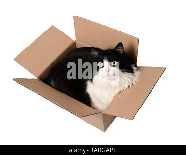 Chat noir et blanc mignon couché dans une boîte en carton et regardant vers le haut, isolé sur blanc. Banque D'Images