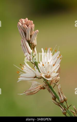 Ashodel ramifié (Asphodelus ramosus), Provence, France | Ästiger Affodill oder Kleinfrüchtiger Affodill (Asphodelus ramosus), Blüten, Provence Banque D'Images