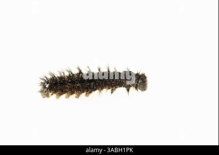 Petit écaille de Tortue (Nymphalis urticae, Aglais urticae), chenille sur fond blanc | Kleiner Fuchs (Nymphalis urticae, Aglais urticae), Raupe Banque D'Images