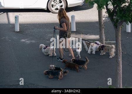 Une femme promène six petits chiens sur des laisses et des harnais dans la rue. promeneur de chien professionnel, photo non mise en scène, animateur. Le Cap, Afrique du Sud Banque D'Images