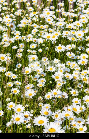 üppig blühen Magerwiesen-Margeriten Leucanthemum vulgare, Sachsen, Deutschland *** marguerites de prairies fleuries luxuriantes Leucanthemum vulgare, Saxe, Allemand Banque D'Images