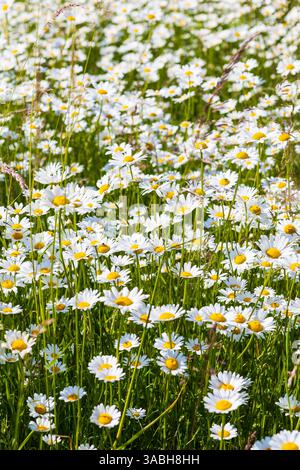 üppig blühen Magerwiesen-Margeriten Leucanthemum vulgare, Sachsen, Deutschland *** marguerites de prairies fleuries luxuriantes Leucanthemum vulgare, Saxe, Allemand Banque D'Images