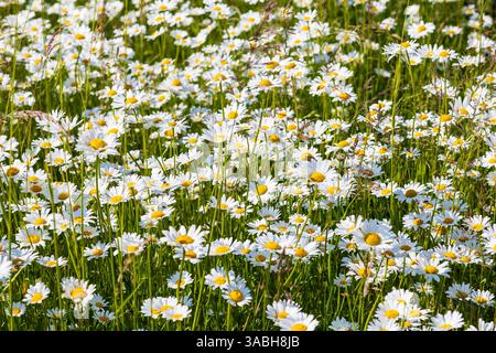 üppig blühen Magerwiesen-Margeriten Leucanthemum vulgare, Sachsen, Deutschland *** marguerites de prairies fleuries luxuriantes Leucanthemum vulgare, Saxe, Allemand Banque D'Images