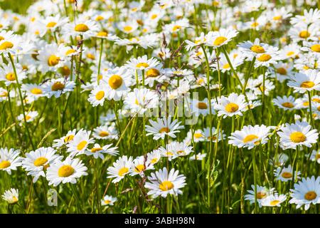 üppig blühen Magerwiesen-Margeriten Leucanthemum vulgare, Sachsen, Deutschland *** marguerites de prairies fleuries luxuriantes Leucanthemum vulgare, Saxe, Allemand Banque D'Images
