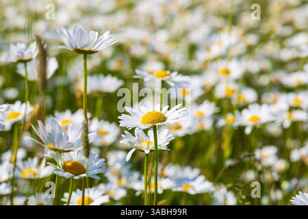üppig blühen Magerwiesen-Margeriten Leucanthemum vulgare, Sachsen, Deutschland *** marguerites de prairies fleuries luxuriantes Leucanthemum vulgare, Saxe, Allemand Banque D'Images