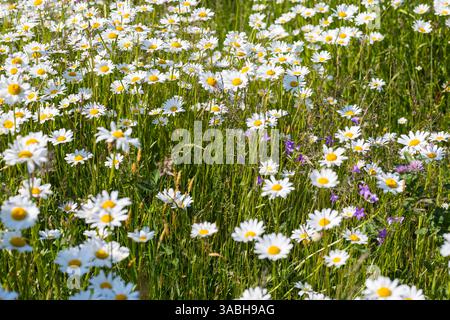 üppig blühen Magerwiesen-Margeriten Leucanthemum vulgare, Sachsen, Deutschland *** marguerites de prairies fleuries luxuriantes Leucanthemum vulgare, Saxe, Allemand Banque D'Images
