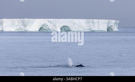 Paire de baleines à bosse et iceberg juste au large de Young Island dans les îles Balleny au nord du cap Adare, Antarctique Banque D'Images