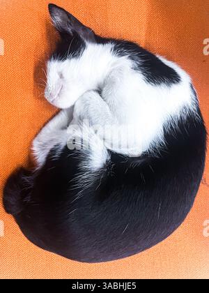 chat sauvage noir et blanc dormant enroulé sur une chaise orange vue de dessus Banque D'Images