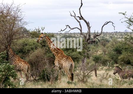 Deux girafes et un zèbre marchent sur la savane africaine. Animaux sauvages dans leur habitat naturel. Safari Tour, parc national Kruger, Afrique du Sud. Banque D'Images