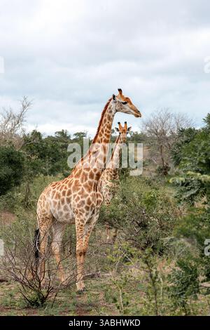 Deux girafes se promènent dans la savane en Afrique du Sud. Parc national Kruger, safari, animaux dans l'habitat naturel, faune Banque D'Images