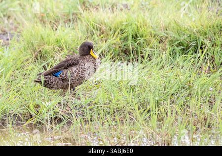 Canard à bec jaune (Anas undulata) Banque D'Images