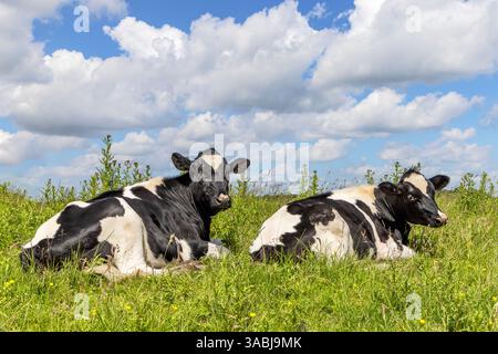 Vaches laitières paresseuses allongées dans l'herbe, confortables détendues les unes à côté des autres, noir et blanc et espace de copie Banque D'Images